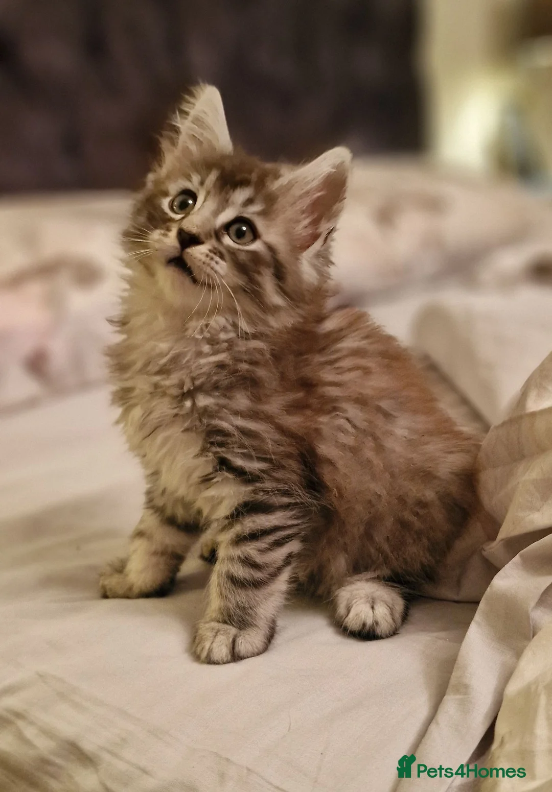 Maine Coon cats for sale: Gorgeous Half Maine Coon Litter  - Advert 1