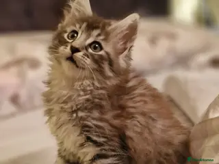 Maine Coon cats Gorgeous Half Maine Coon Litter - Advert 7