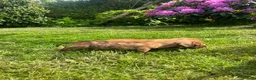 Miniature Dachshund dogs for sale: Kc reg pra clear - Advert 6