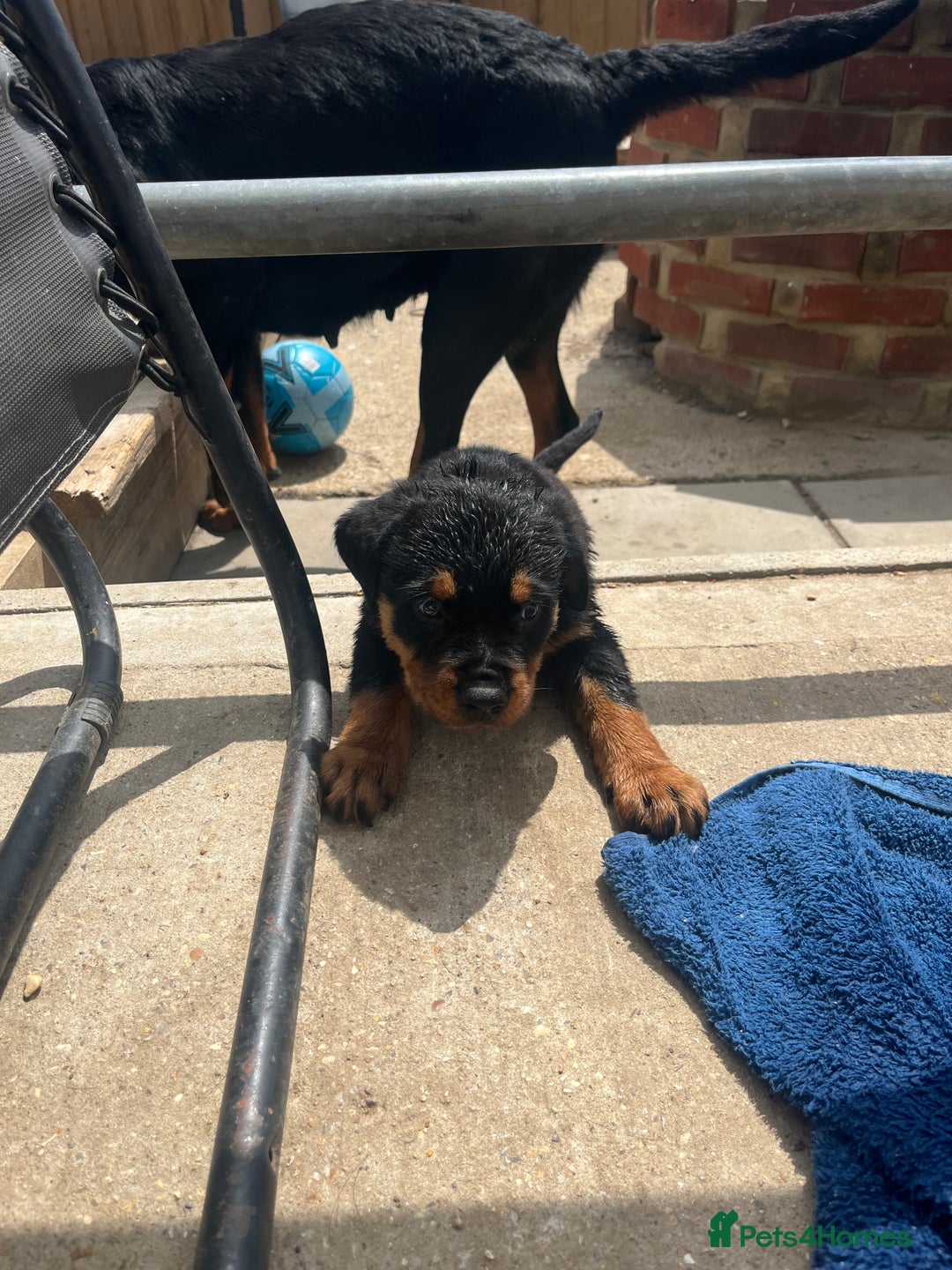Rottweiler dogs for sale: Championship full pedigree Rottweilers! **1 left** - Image 17