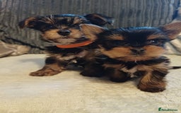 Yorkshire Terrier dogs for sale: Gorgeous puppies❤️❤️🩵🩵 - Advert 7