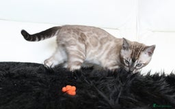 Bengal cats for sale: Stunning Bengal kittens - Image 14