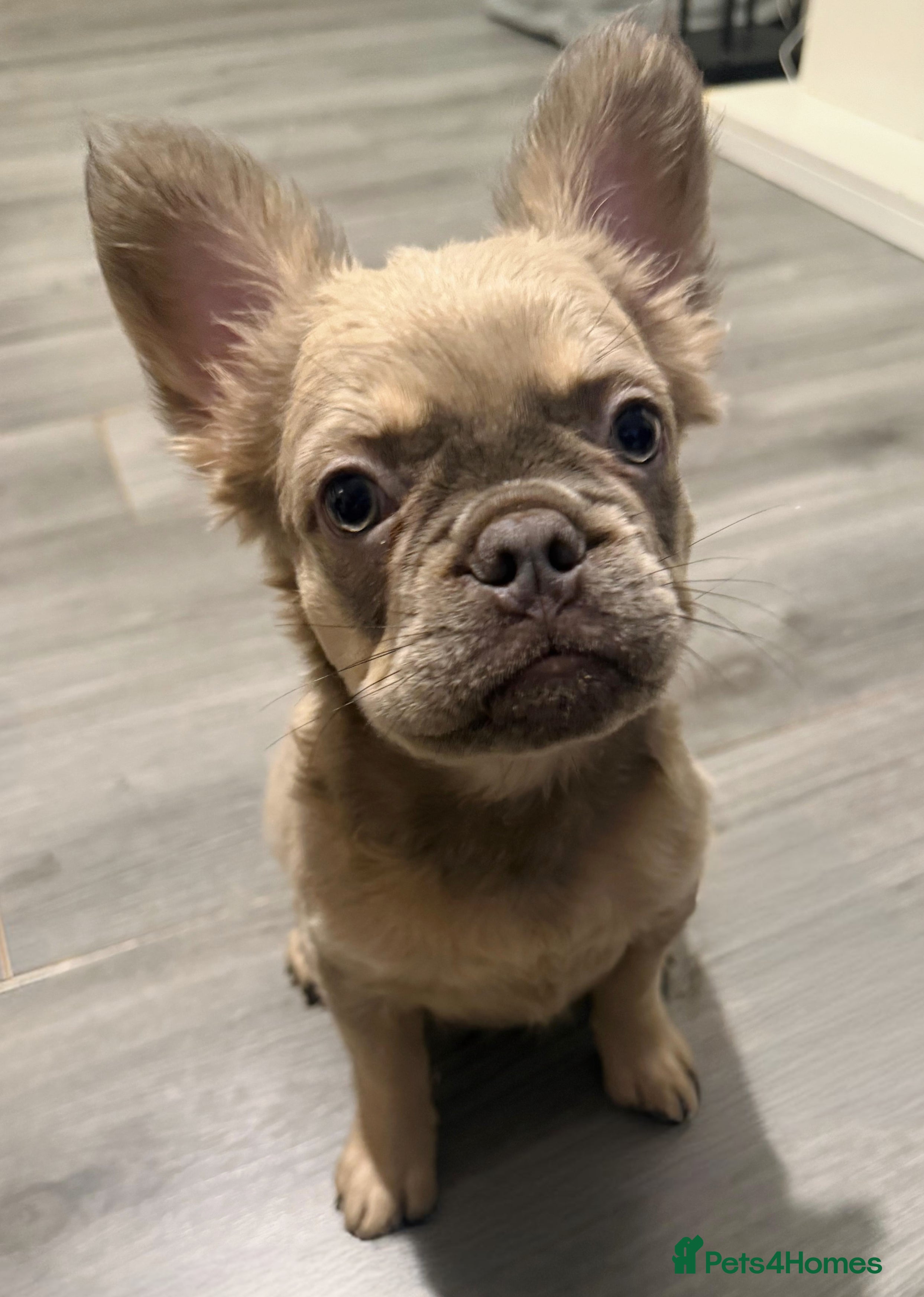 French Bulldog dogs Unique Lilac-Based French Bulldog Puppy - Advert 1