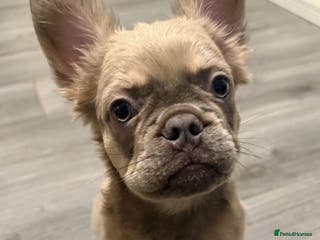 French Bulldog dogs Unique-Lilac French Bulldog Puppy-Batman Markings - Advert 14
