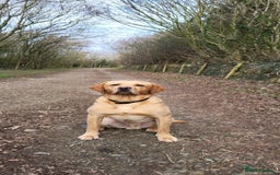 Labrador Retriever dogs for stud: **Handsome Labrador for Stud** - Image 3
