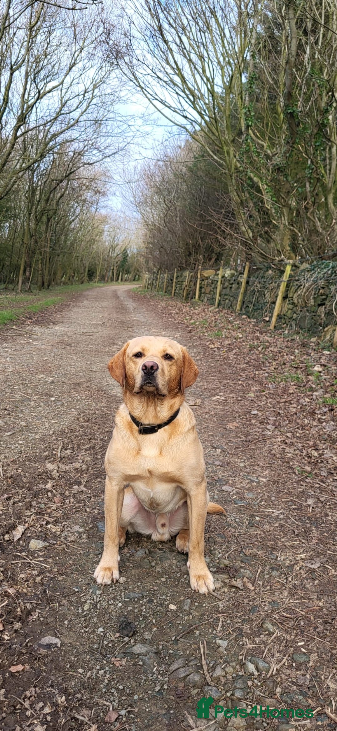 Labrador Retriever dogs for stud: **Handsome Labrador for Stud** - Image 3