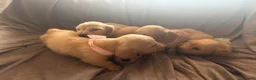 Miniature Dachshund dogs for sale: Cream Long Haired Pups KC - Advert 4