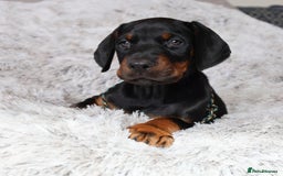 Dobermann dogs for sale: International Champion Pedigree -Cezarblue Kennel - Image 22