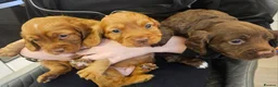 Cocker Spaniel dogs for sale: Stunning KC working cocker spaniel puppies - Advert 1