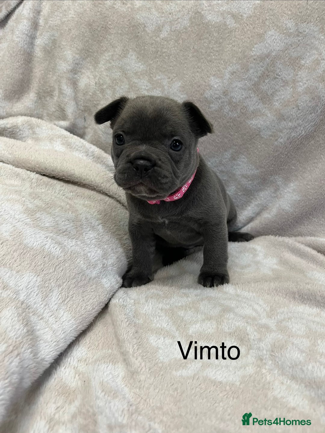 French Bulldog dogs for sale: Lovely Frenchies  - Advert 1