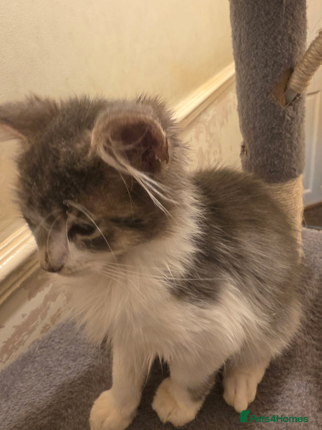 British Longhair cats for sale: Loving Kittens Ready for Homes - Image 1