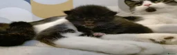 British Shorthair cats for sale: 5 beautiful kittens distinctive markings - Advert 8