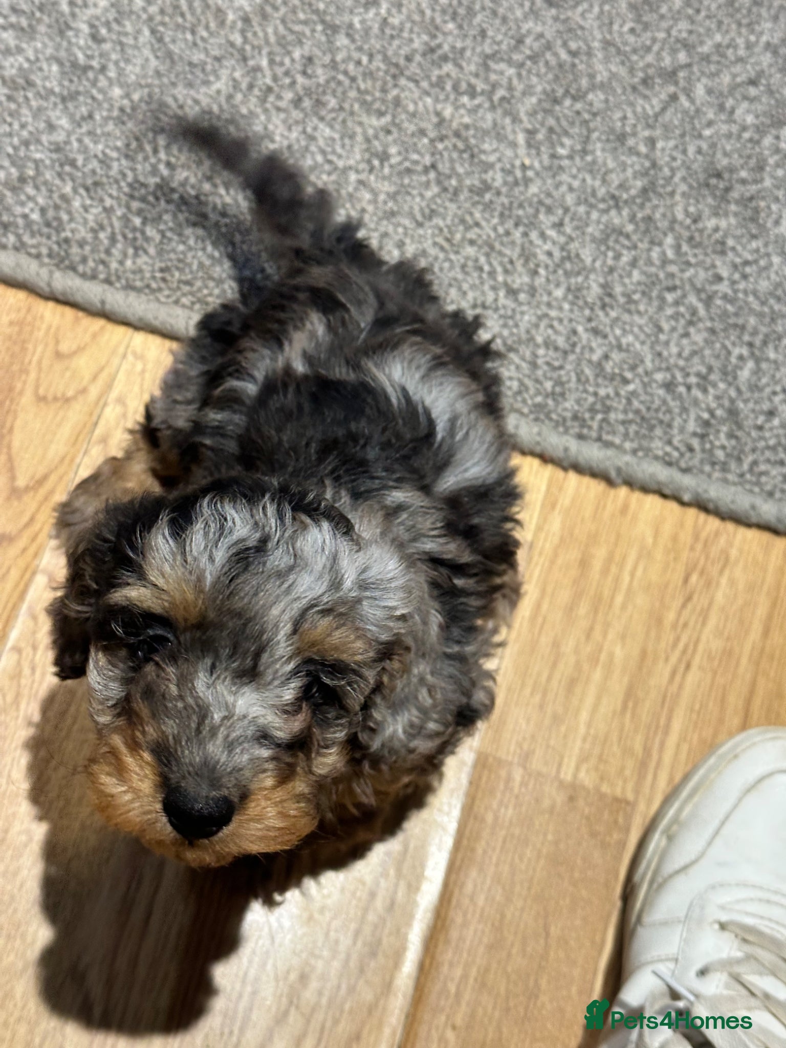 Doxiepoo dogs for sale: Stunning dachshund/poodle pups - Advert 11