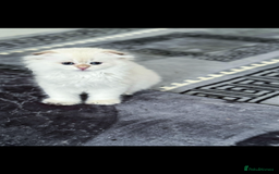 Scottish Fold cats for sale: purebred kittens Gold Scottish Fold Chinchilla - Image 13