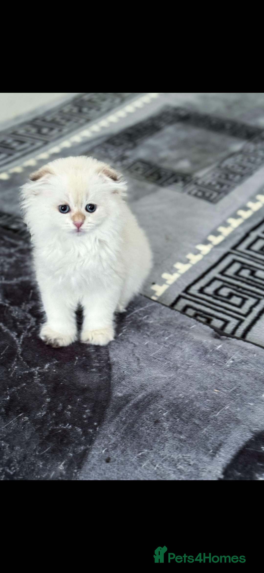 Scottish Fold cats for sale: purebred kittens Gold Scottish Fold Chinchilla - Image 13
