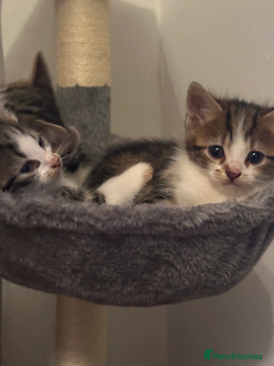 Mixed Breed cats for sale: Kittens - Advert 4