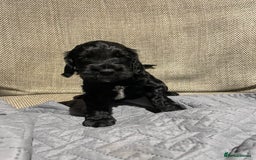 Cockapoo dogs for sale: F1 Cockerpoo pups. KC parents & health tests - Image 14