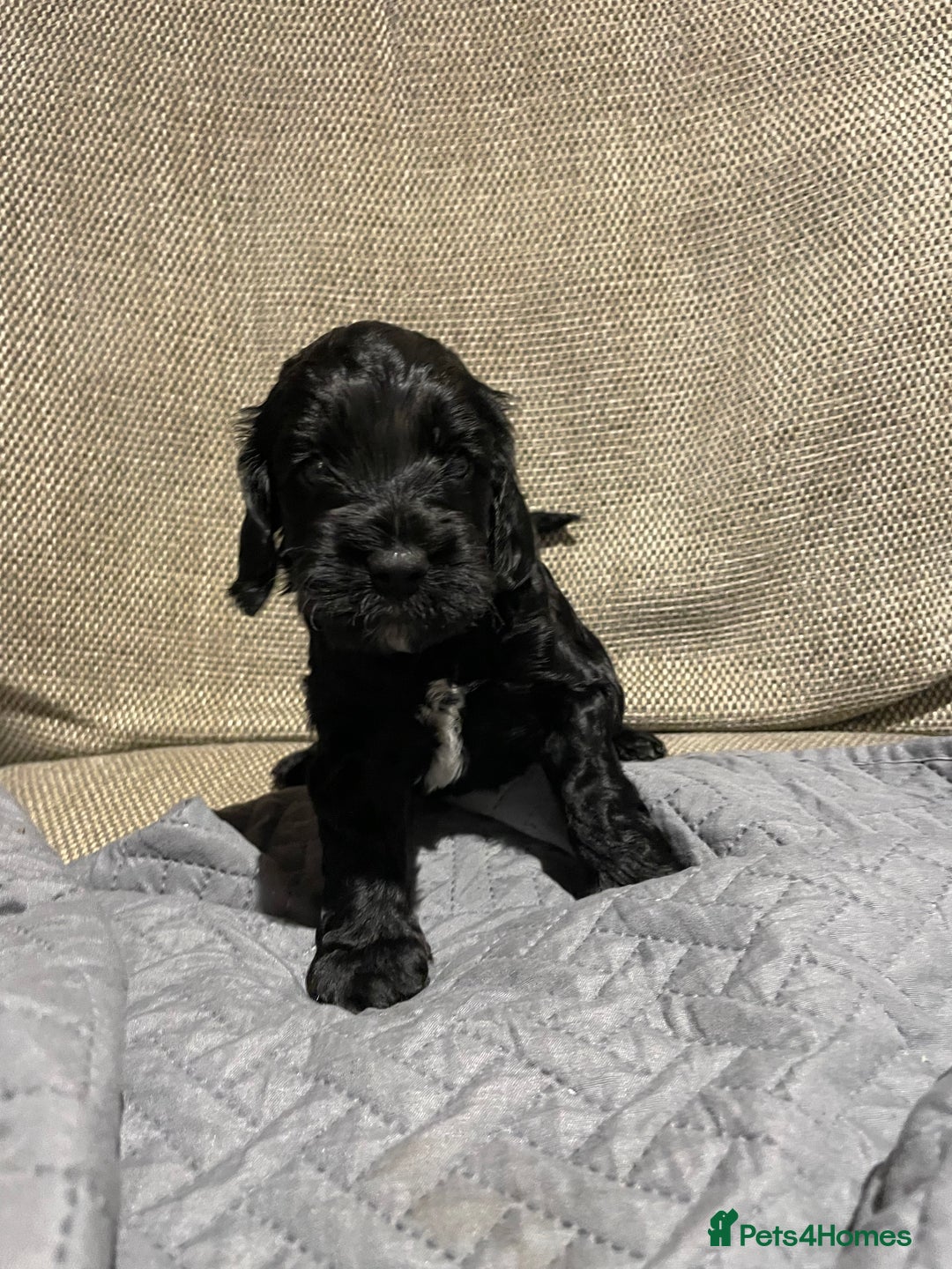 Cockapoo dogs for sale: F1 Cockerpoo pups. KC parents & health tests - Image 14