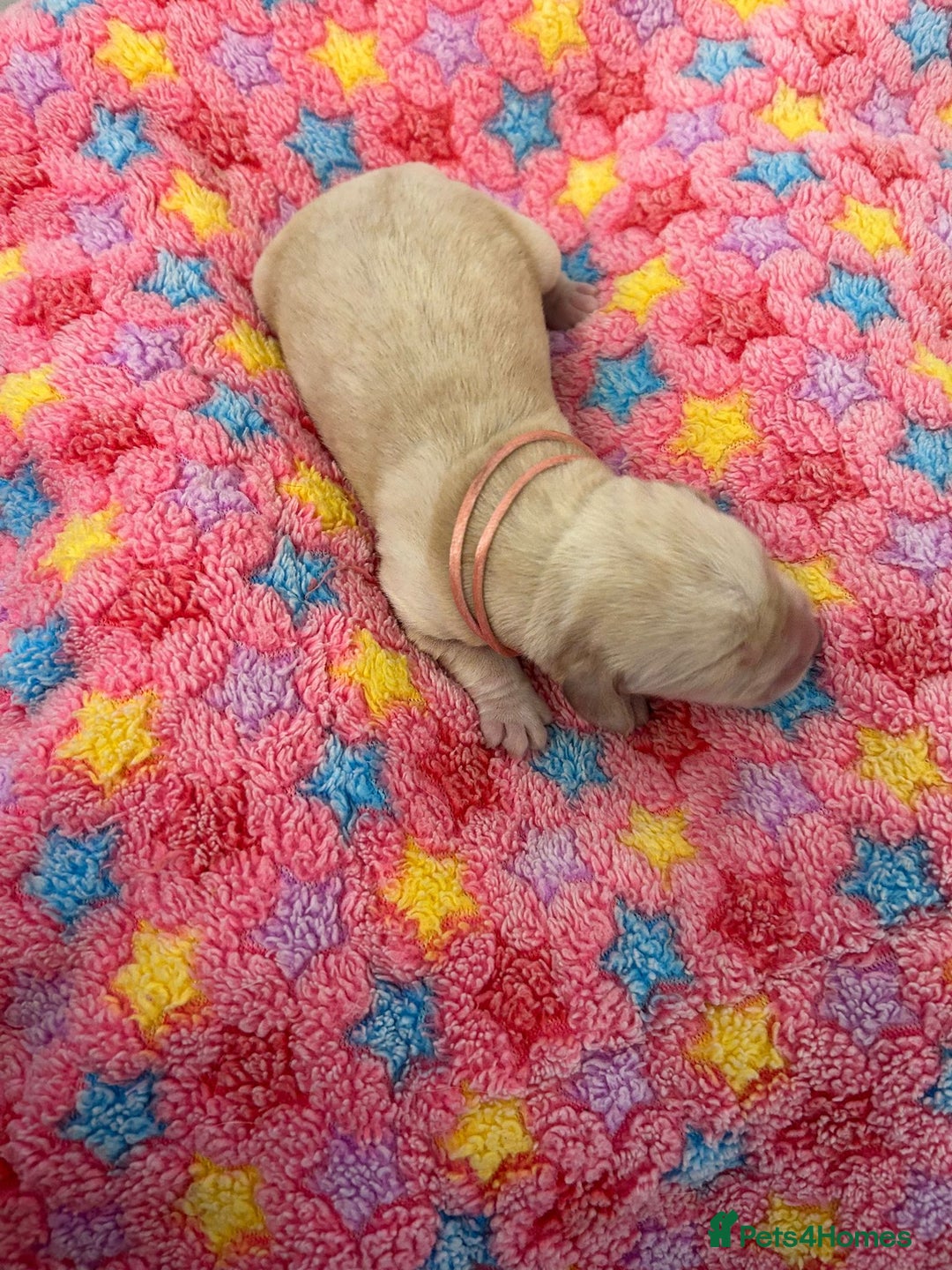 Labrador Retriever dogs for sale: Beautiful pedigree golden Labradors  - Image 22