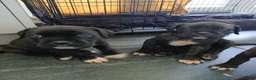 Cane Corso dogs for sale: Corso Mastiff Puppies  - Advert 5
