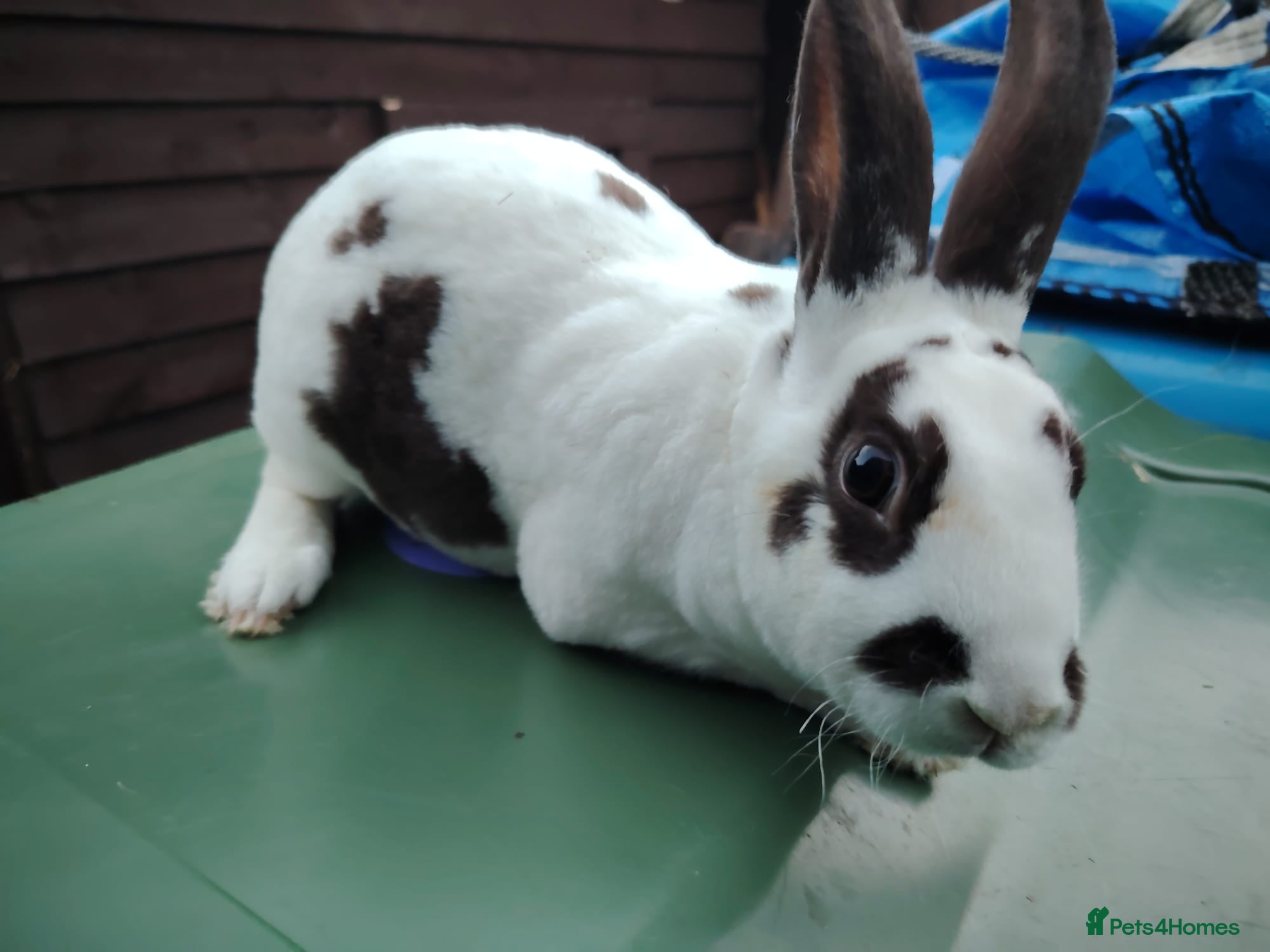 Rex rabbits 3 lovely friendly mini rex boys - Advert 14