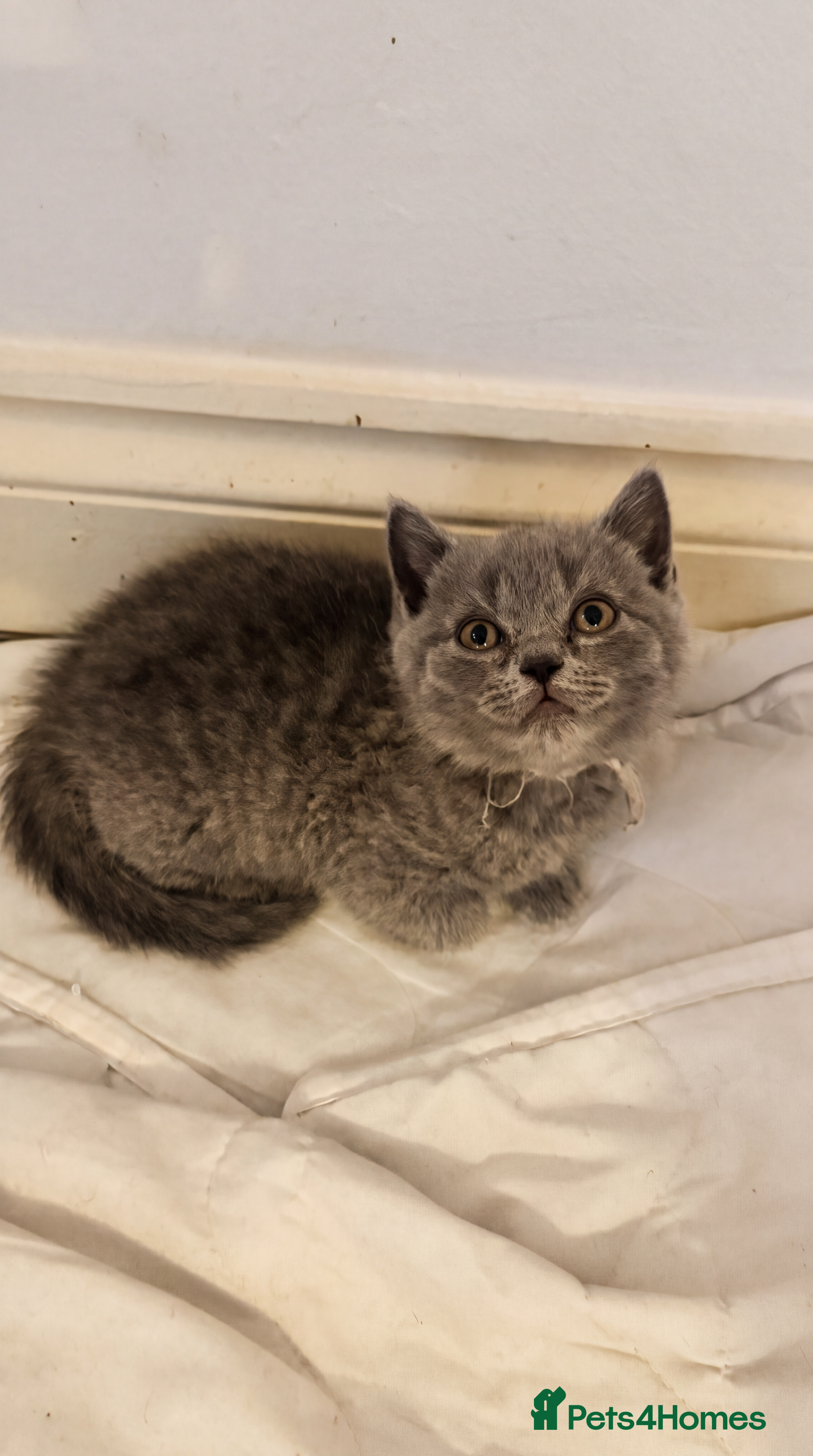 British Shorthair cats Beautiful British Shorthair Kittens - Advert 2