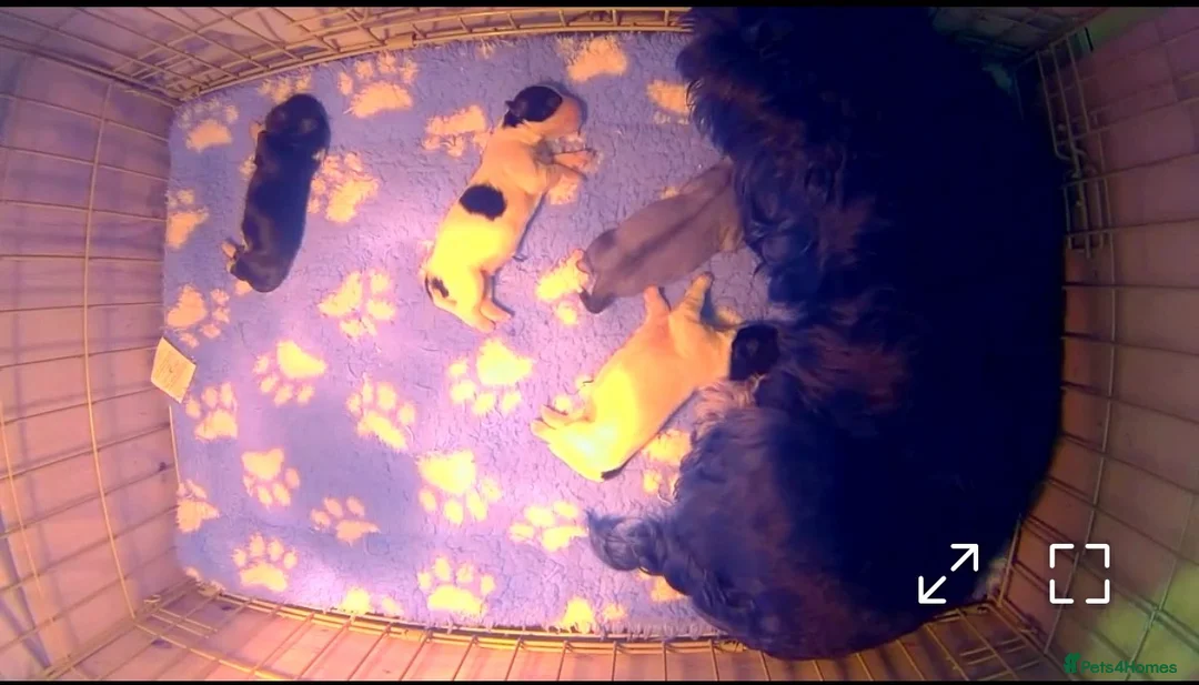 Lhasa Apso dogs for sale: 🐾Lhasa apso’s Ready Now 🐾 in Doncaster - Advert 2