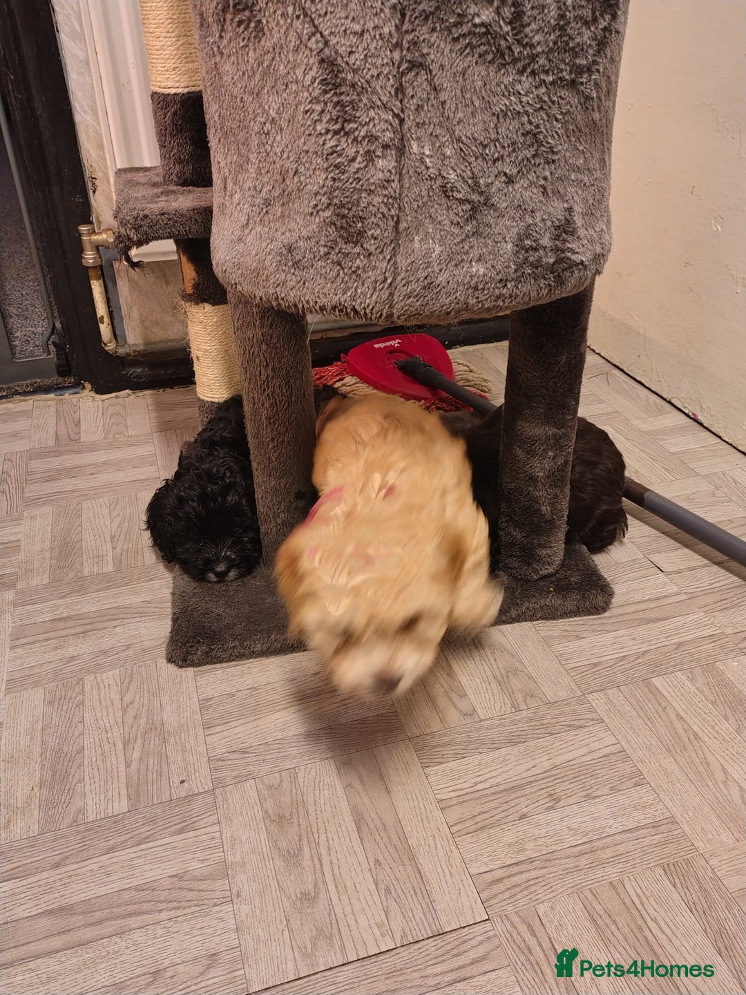 Cockapoo dogs for sale: F1 working cockapoo puppies - Image 30