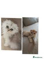 Scottish Fold cats Scottish Fold Kittens ( Delivery available) - Advert 8
