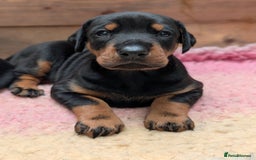 Dobermann dogs for sale: Dobermann Puppies - Image 5