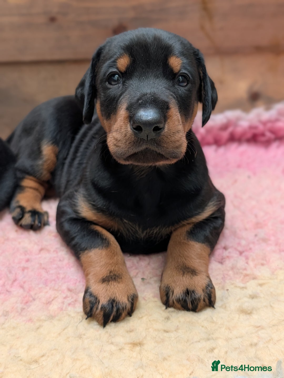 Dobermann dogs for sale: Dobermann Puppies - Image 5