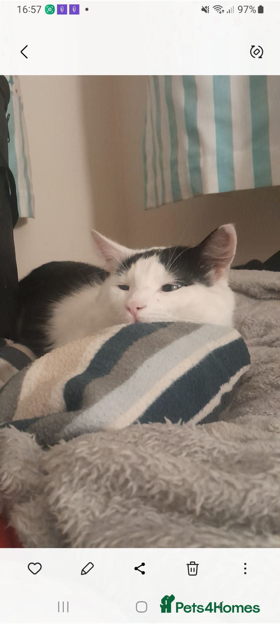 Mixed Breed cats 2 year male cat ,  **  - Advert 12
