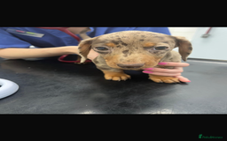Miniature Dachshund dogs for sale: Miniature Daschund KC. PRA-OI-CRD-PRA-NCL - Image 38