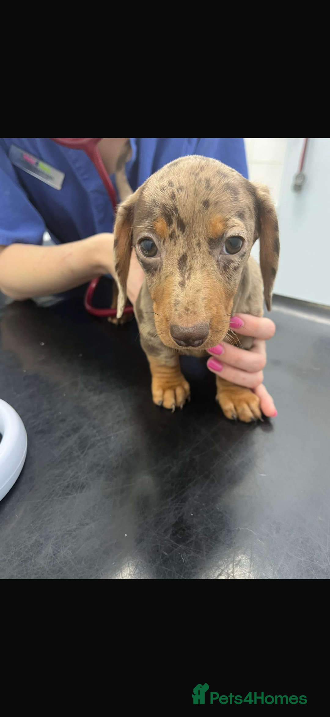 Miniature Dachshund dogs for sale: Miniature Daschund KC. PRA-OI-CRD-PRA-NCL - Image 38