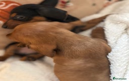 Miniature Dachshund dogs for sale: Top quality Miniature dachshund puppies. - Image 10