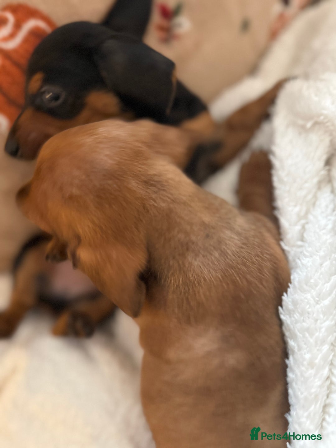 Miniature Dachshund dogs for sale: Top quality Miniature dachshund puppies. - Image 10