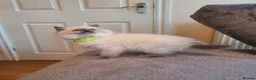 Ragdoll cats for sale: 🐈💕Gorgeous GCCF Blue Point Kittens💕🐈 in Preston - Advert 7