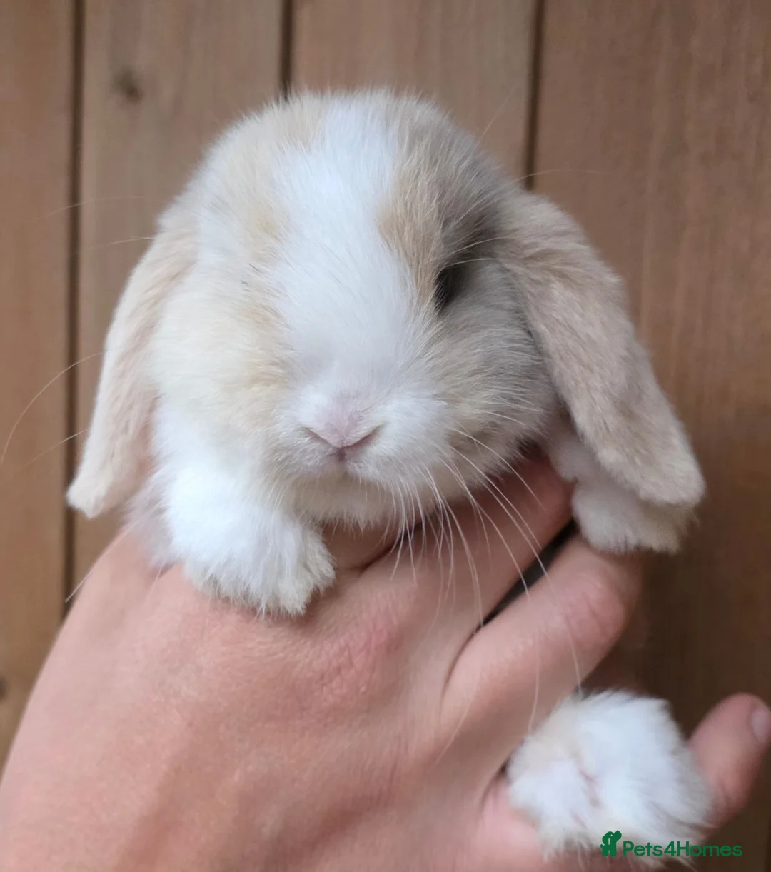 Mini Lop rabbits for sale: Stunning Mini lop babies  - Advert 3