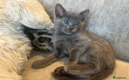 Bengal cats for sale: Stunning Bengal Kittens - TICA Registered - Image 15