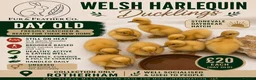 Ducks poultry for sale: Week Old Welsh Harlequin Ducklings Available 🐥 - Advert 1