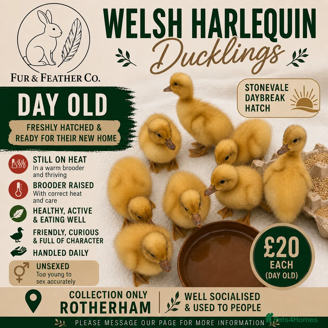 Ducks poultry for sale: Week Old Welsh Harlequin Ducklings Available 🐥 - Advert 1