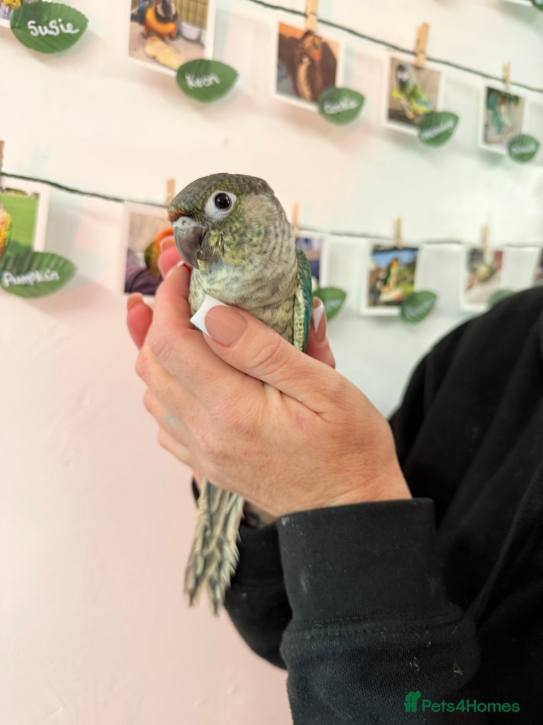 Conures birds for sale: Hand reared baby turquoise male conures,hand tame  - Image 3