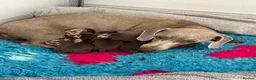 Miniature Dachshund dogs for sale: Miniature dachshunds - ready to leave mid-July  in Maidstone - Advert 1