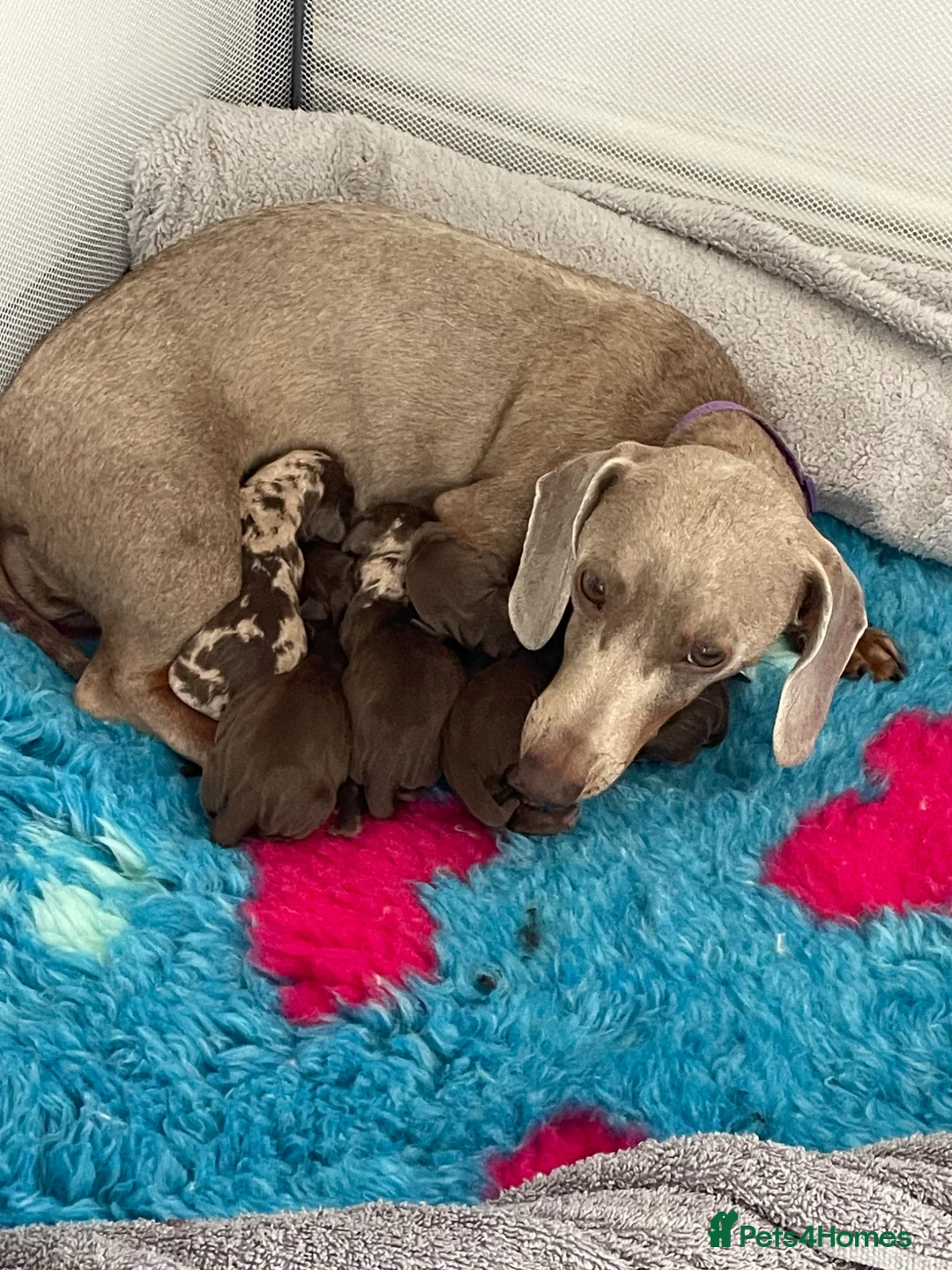 Miniature Dachshund dogs for sale: Miniature dachshunds - ready to leave mid-July  in Maidstone - Advert 1