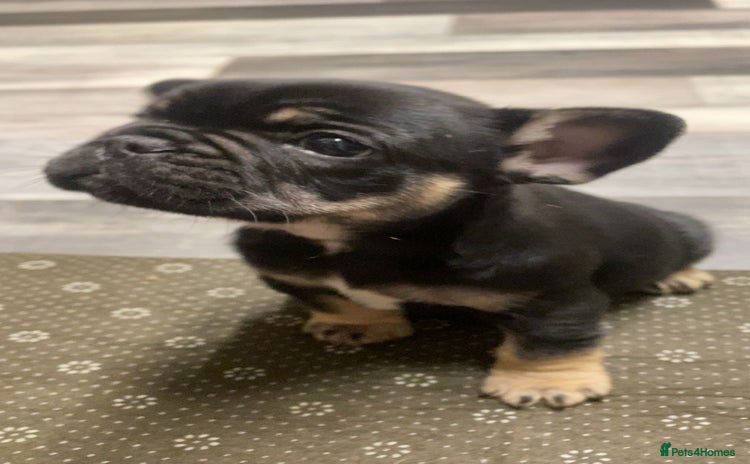 French Bulldog dogs - Advert 2