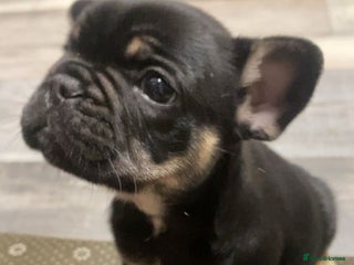 French Bulldog dogs - Advert 7