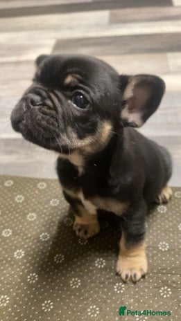 French Bulldog dogs - Advert 14