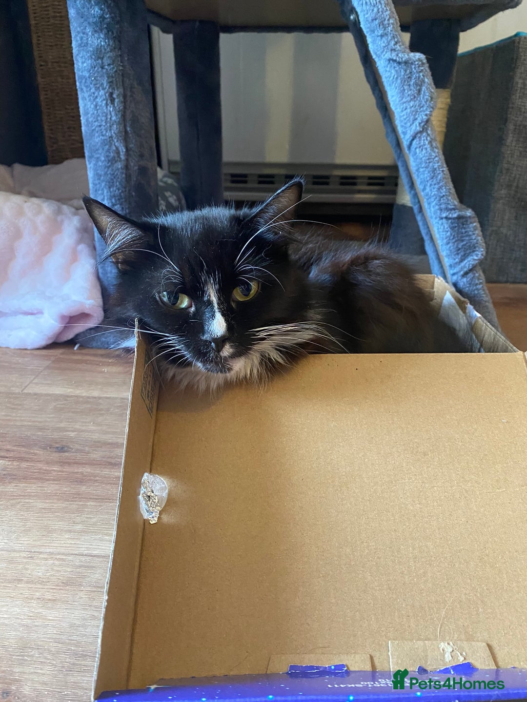 British Longhair cats for sale: Gorgeous boy kitten  - Image 9