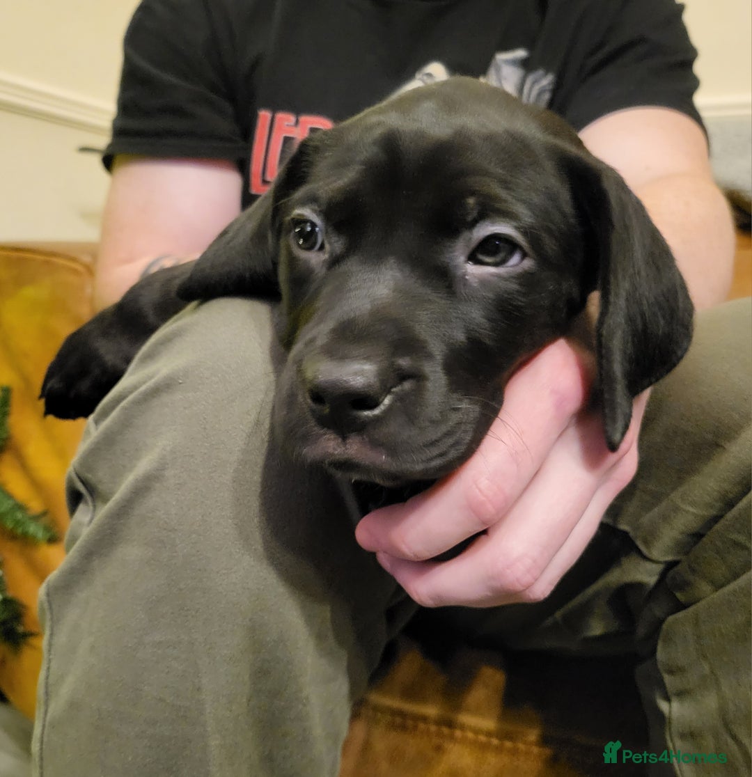 Mixed Breed dogs for sale: Alaunt type dogs - Advert 20