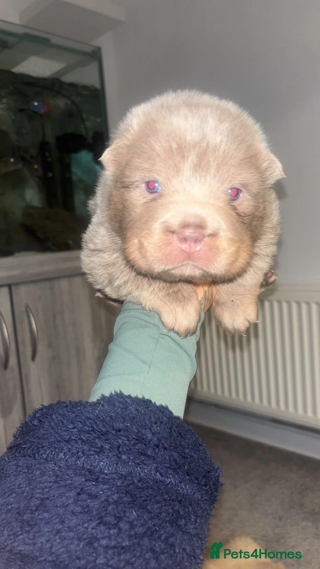 Shar Pei dogs for sale: Top quality choc and tan bear coat sharpies - Advert 34